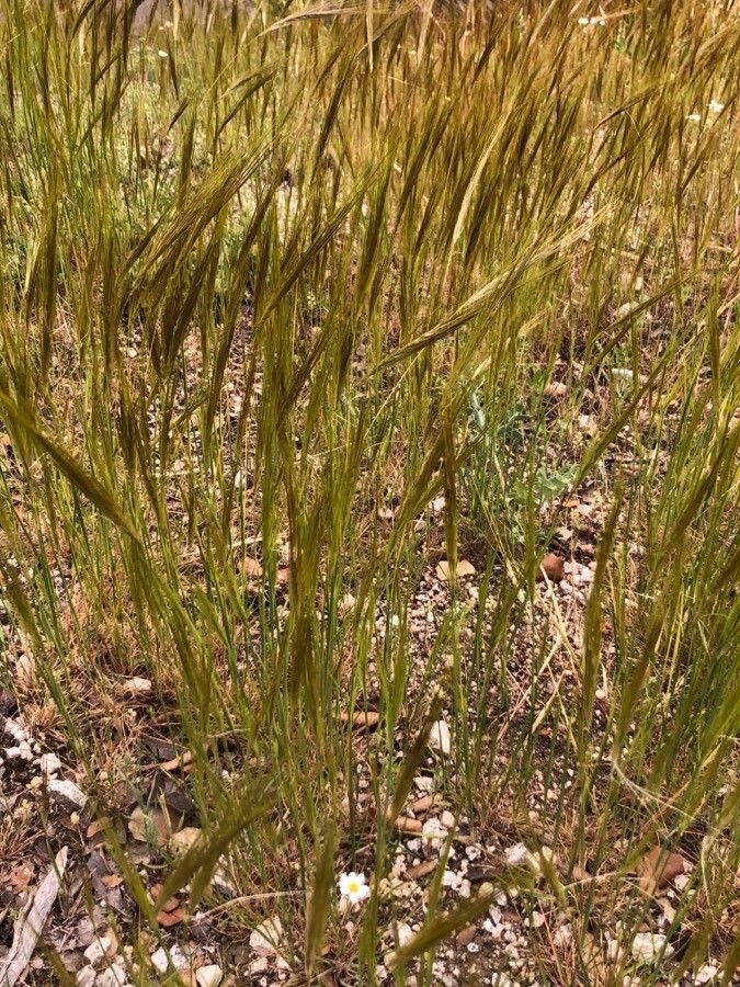 Stipa capensis flower