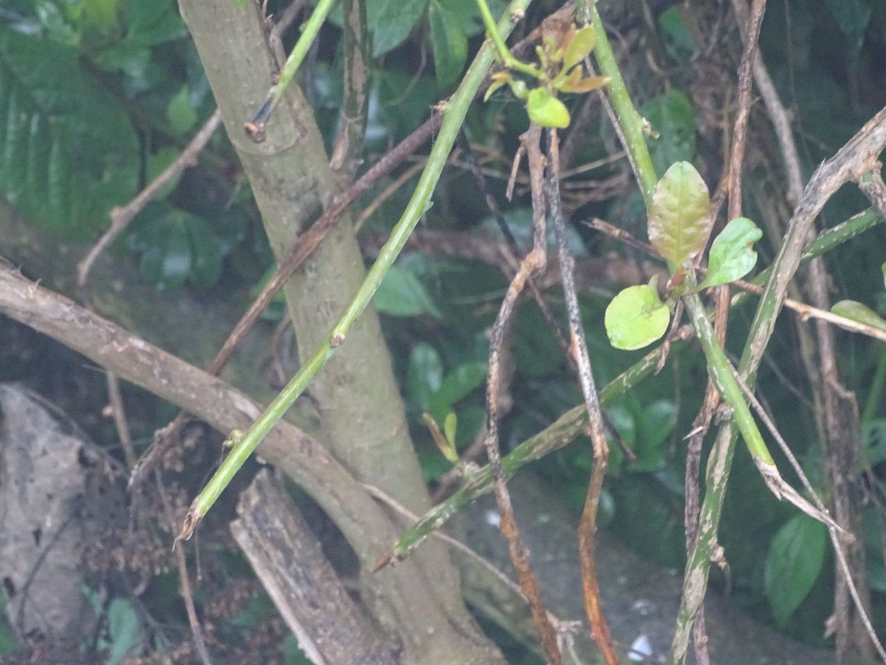 Solanum giganteum bark