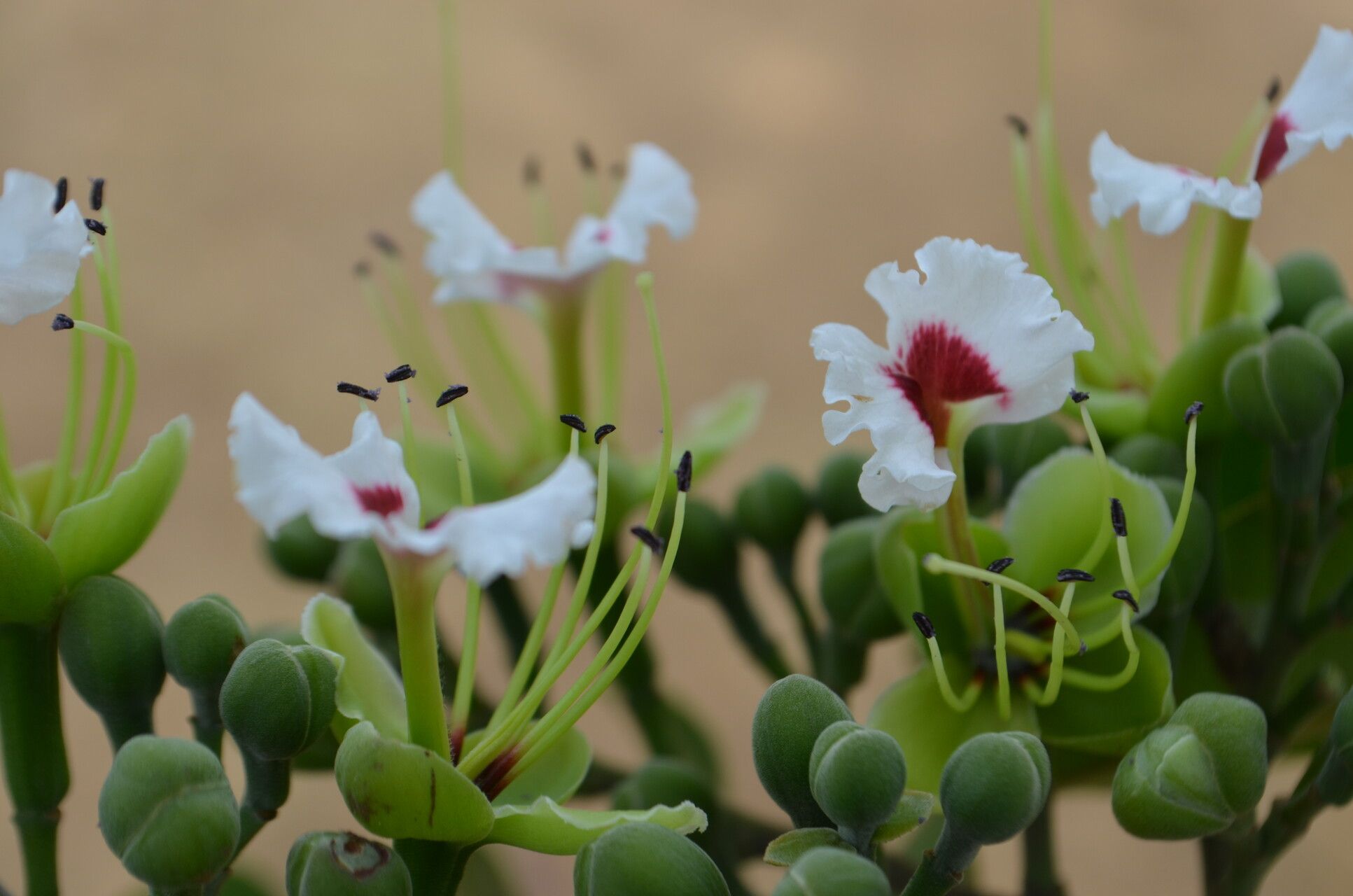 Afzelia bella flower