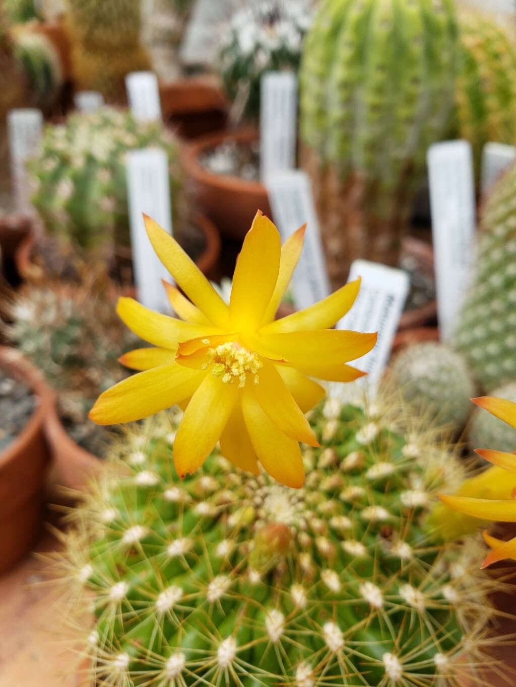 Matucana huagalensis flower
