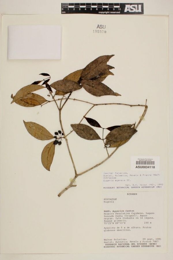 Eugenia egensis other