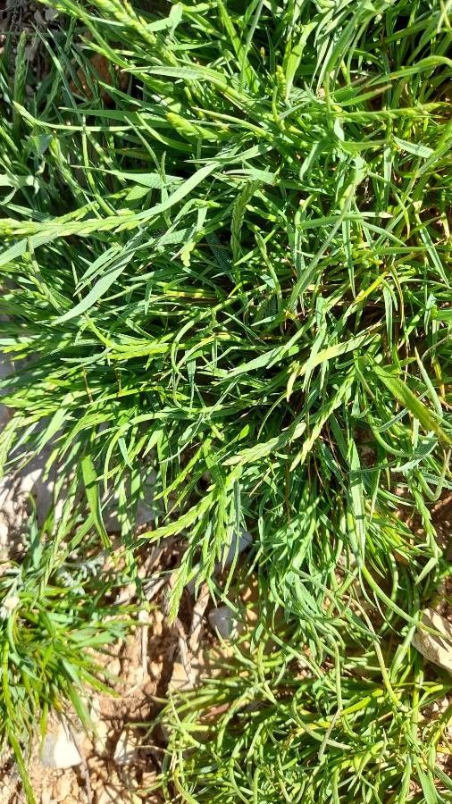 Lycopodium × issleri habit