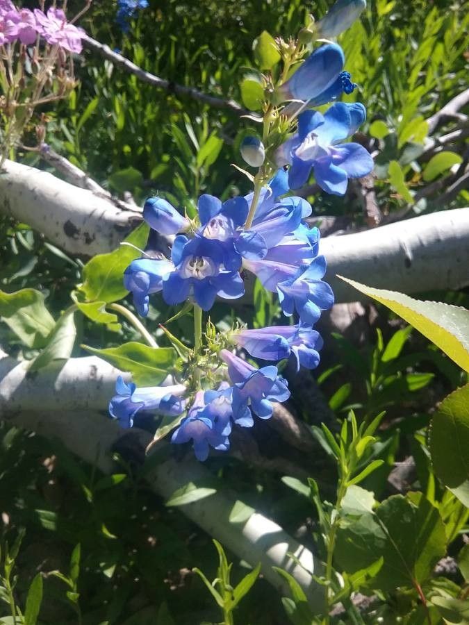Penstemon cyananthus flower