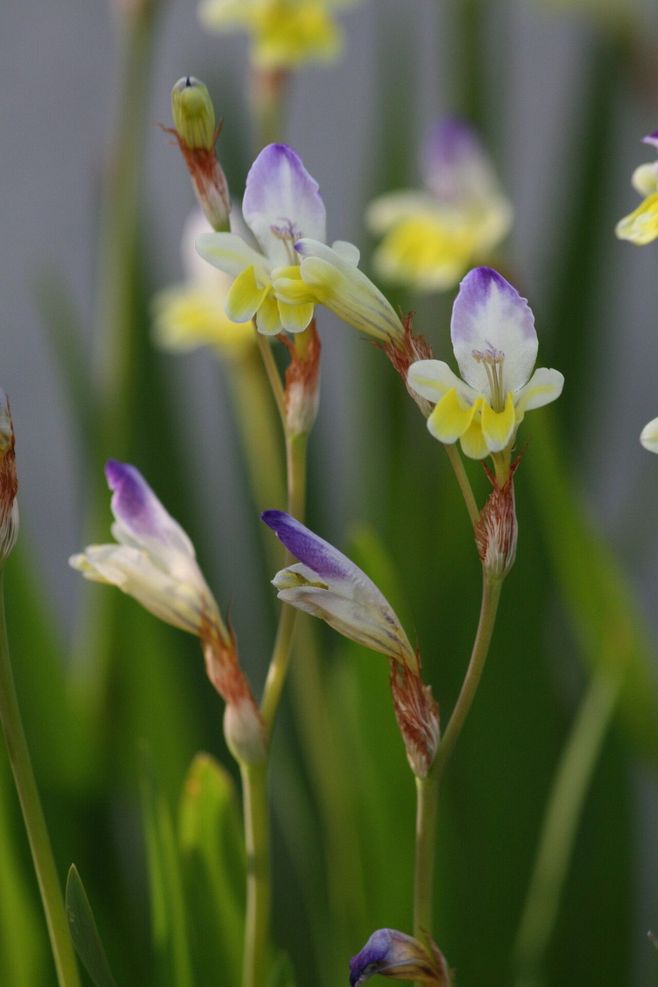 Sparaxis variegata flower