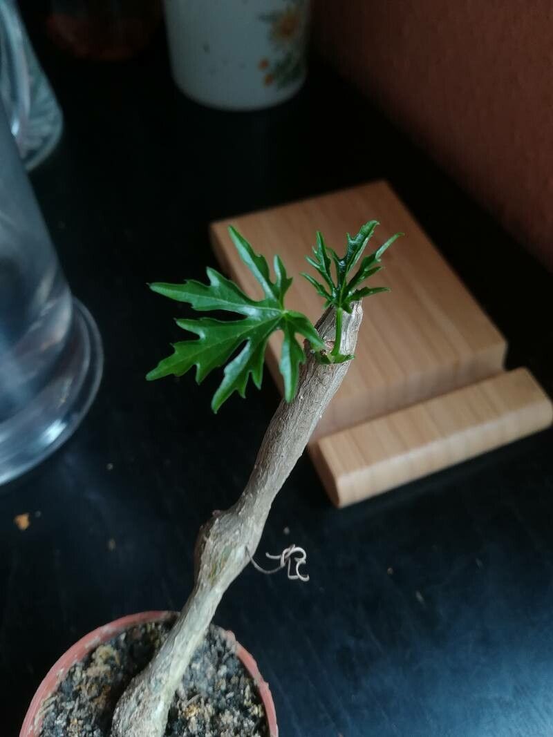 Cissus tiliacea — houseplant care guide