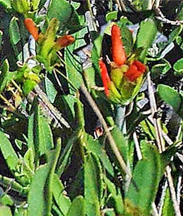 Crossandra grandidieri — search result for 'Crossandra'