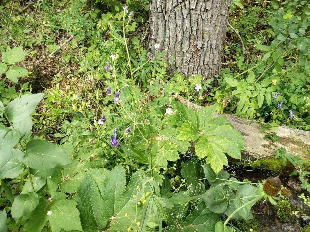 Aconitum columbianum habit