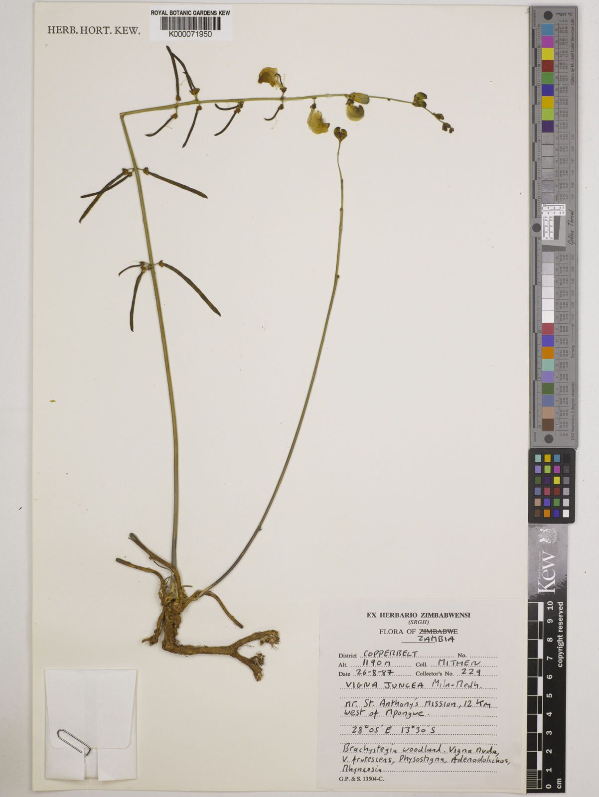 Vigna juncea — houseplant care guide