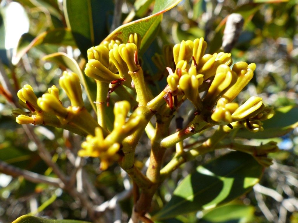 Syzygium pterocalyx fruit