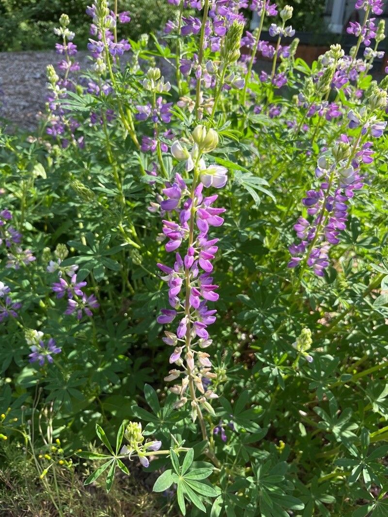 Lupinus rivularis — search result for 'Lupinus'