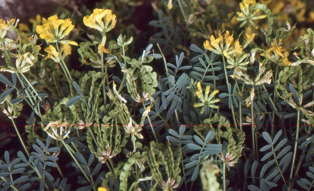 Hippocrepis balearica fruit