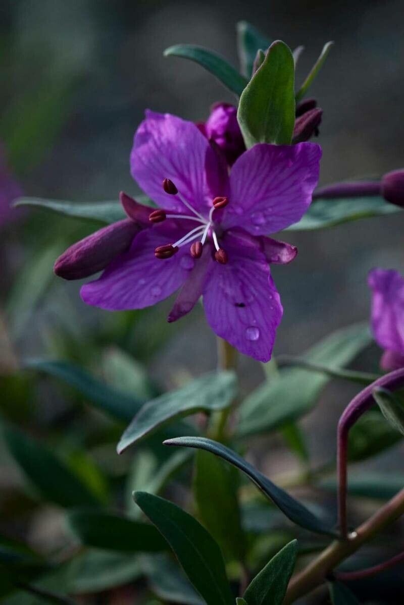 Chamerion latifolium flower