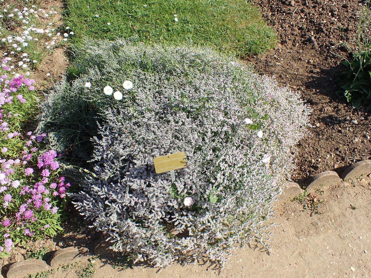 Goniolimon tataricum habit