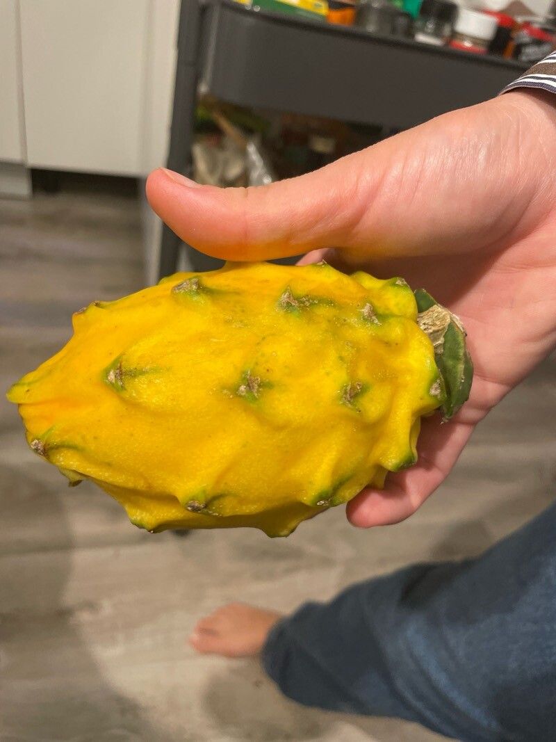 Selenicereus megalanthus