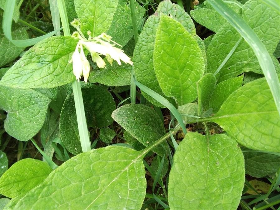 Symphytum bulbosum habit