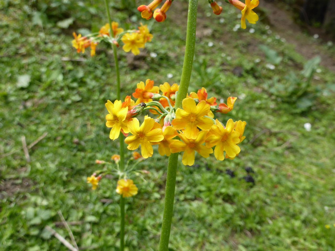 Primula chungensis flower