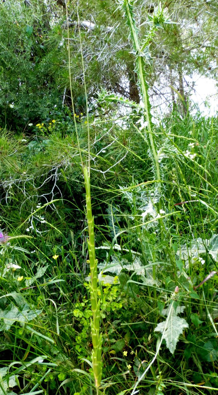 Aegilops speltoides habit