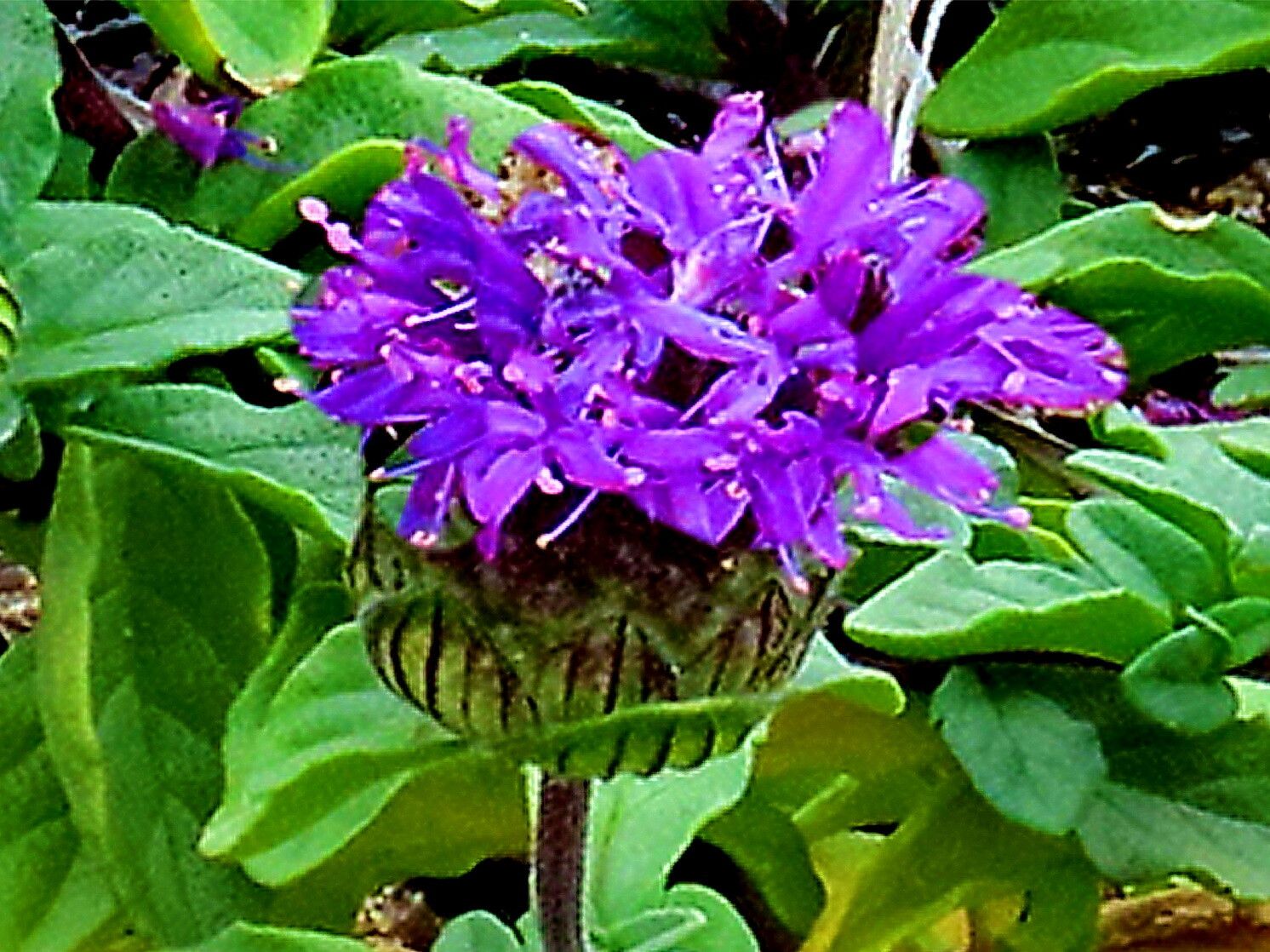 Monardella sinuata — houseplant care guide