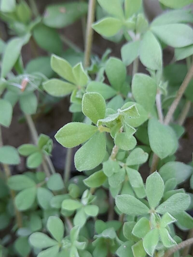 Lotus halophilus — search result for 'Lotus'