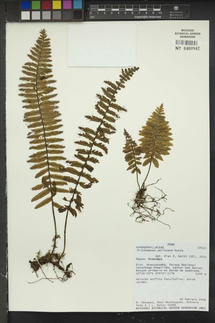 Trichomanes pellucens — houseplant care guide