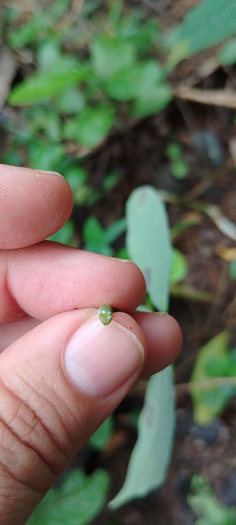 Hevea pauciflora fruit