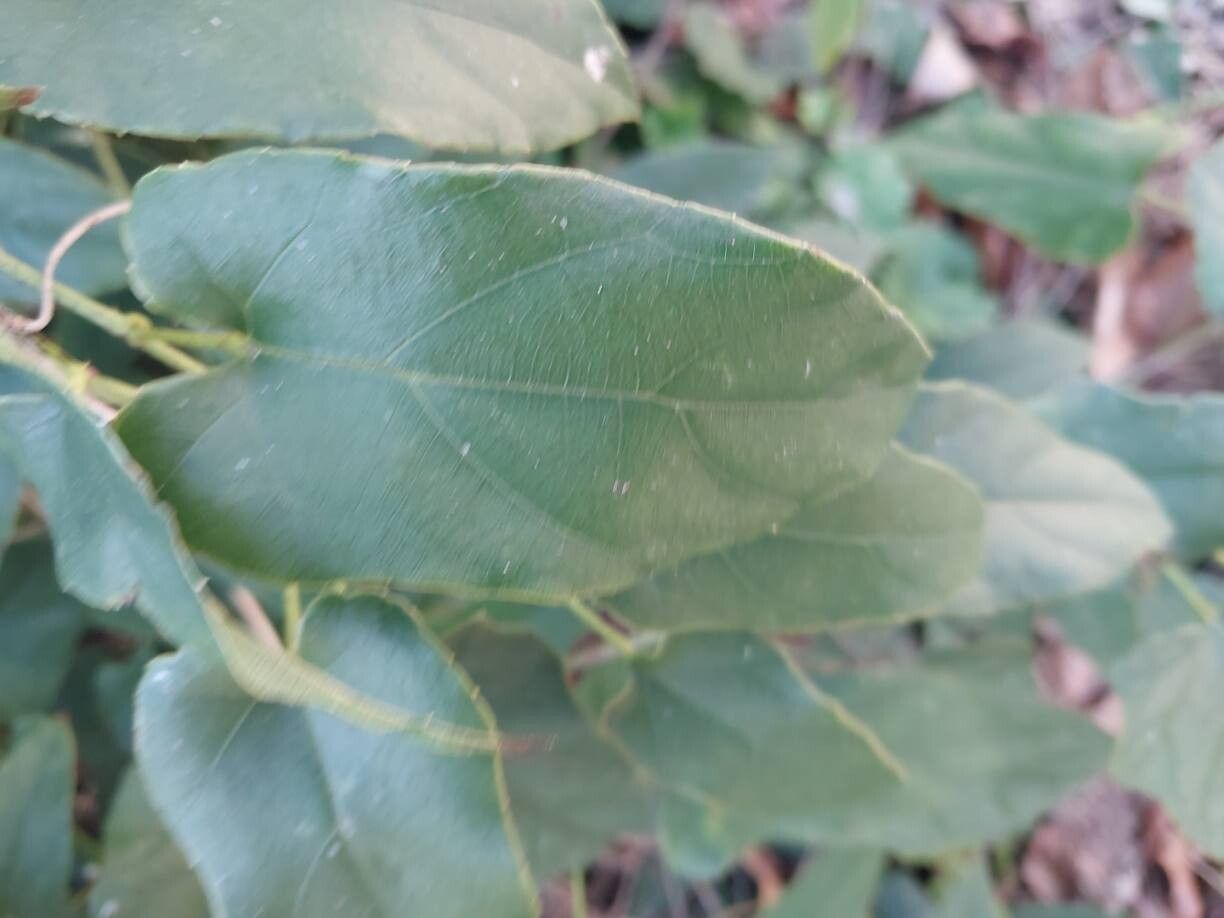 Rubus ichangensis leaf