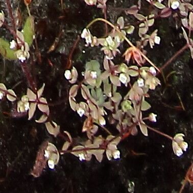 Radiola linoides flower