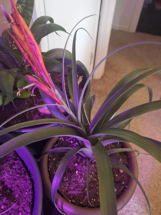 Tillandsia paucifolia flower