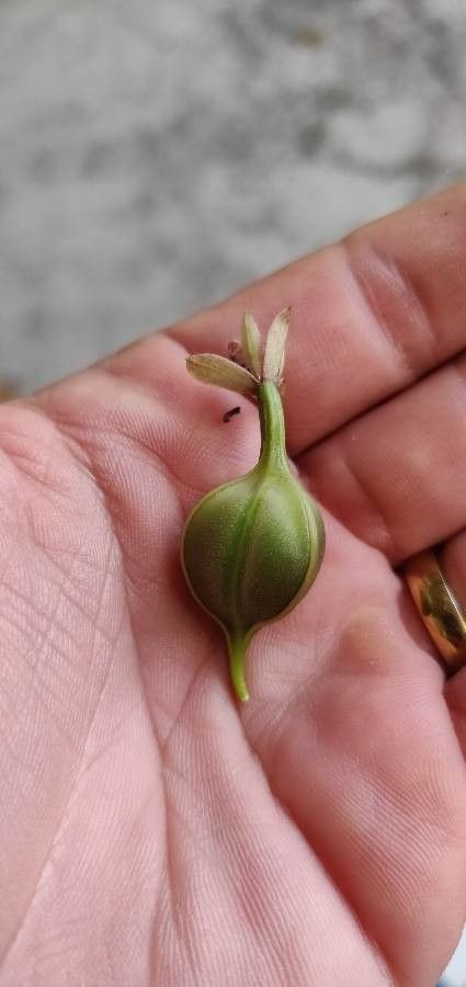 Epidendrum ibaguense fruit