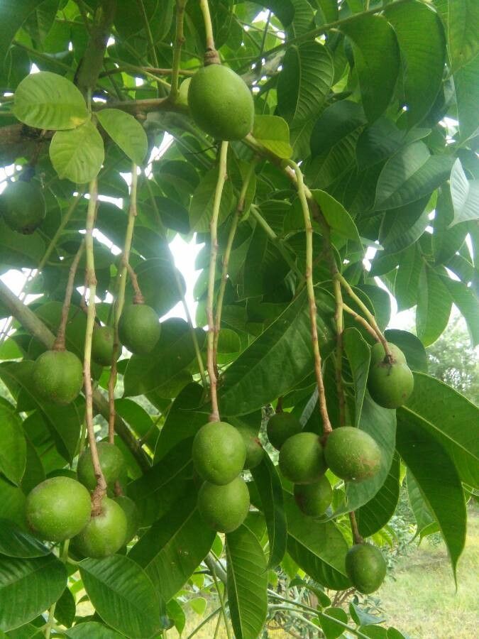 Spondias pinnata fruit