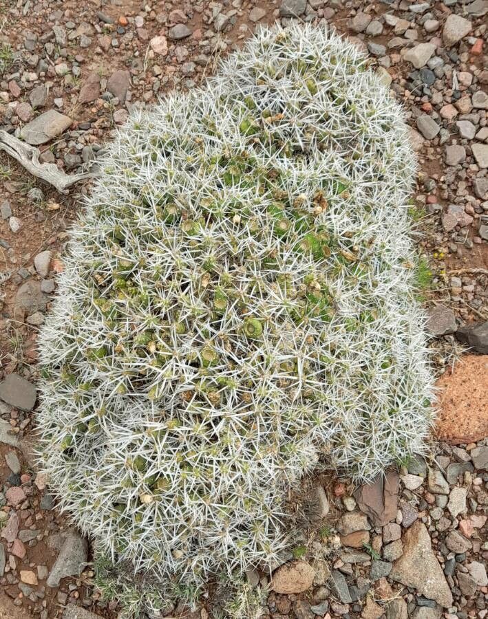 Maihueniopsis glomerata habit