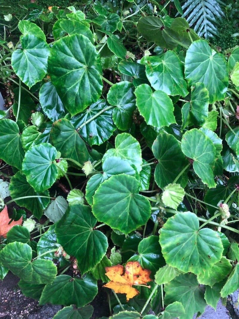 Begonia manicata leaf