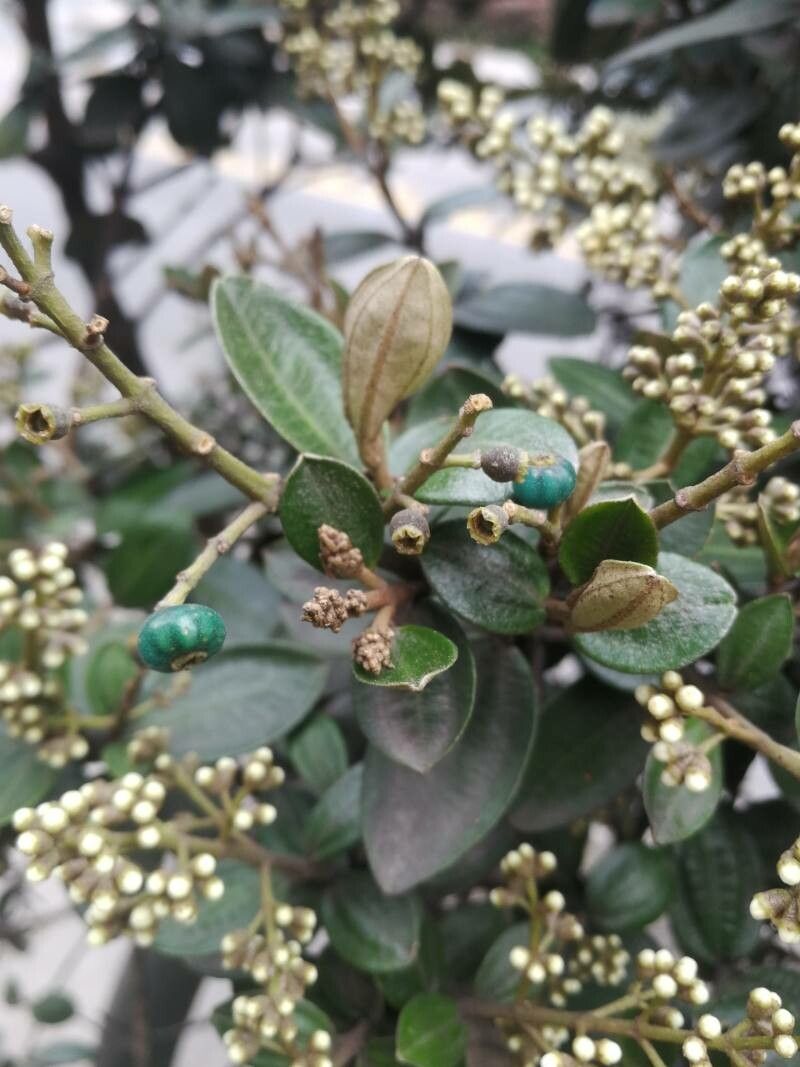 Miconia albicans fruit