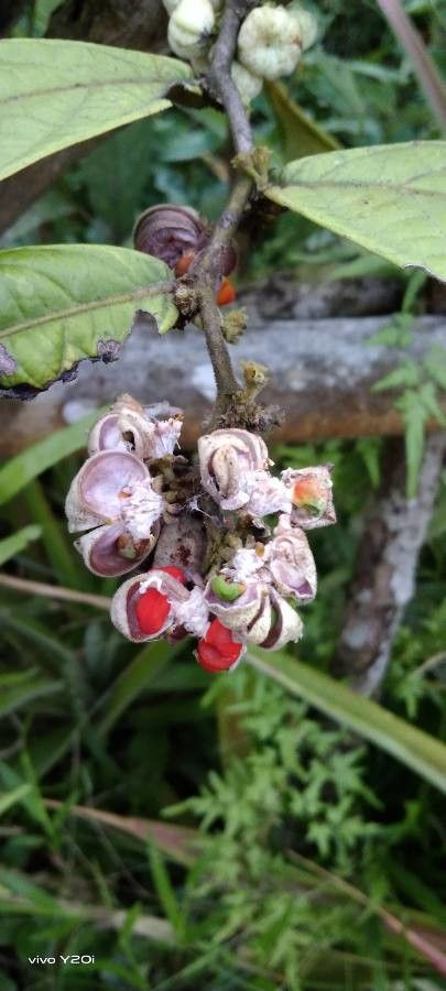 Cupania cinerea fruit