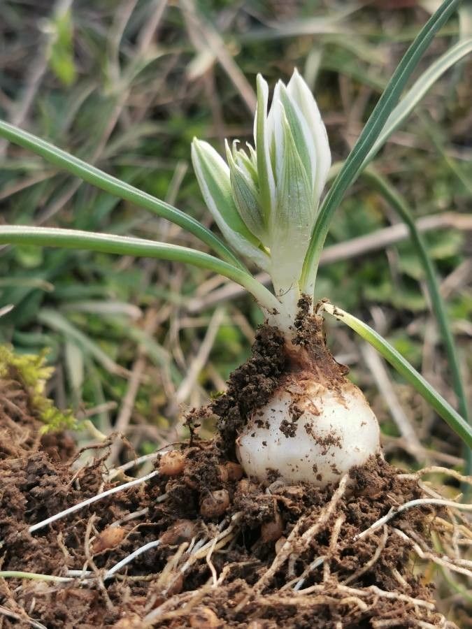 Ornithogalum sigmoideum flower