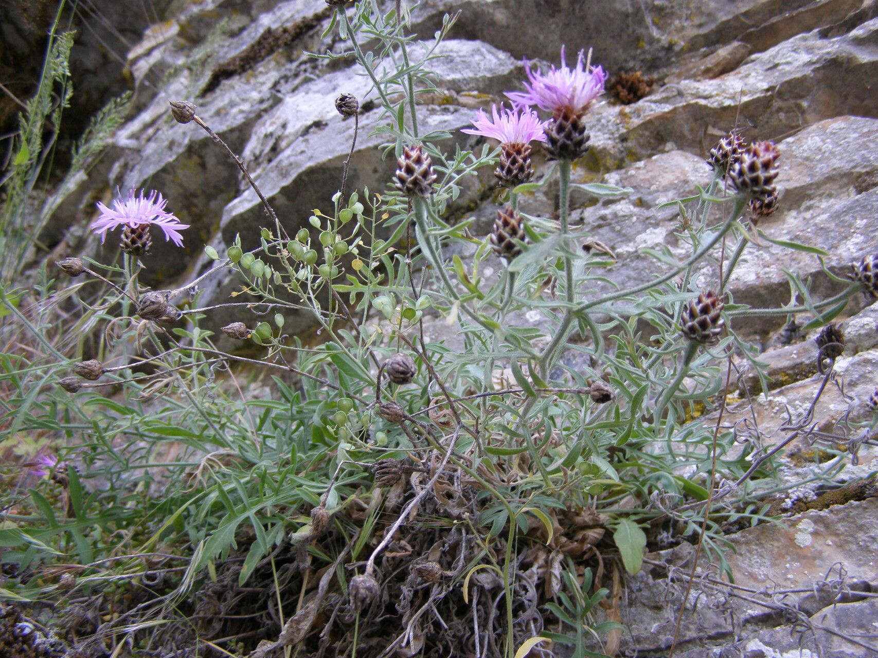 Centaurea pawlowskii — houseplant care guide