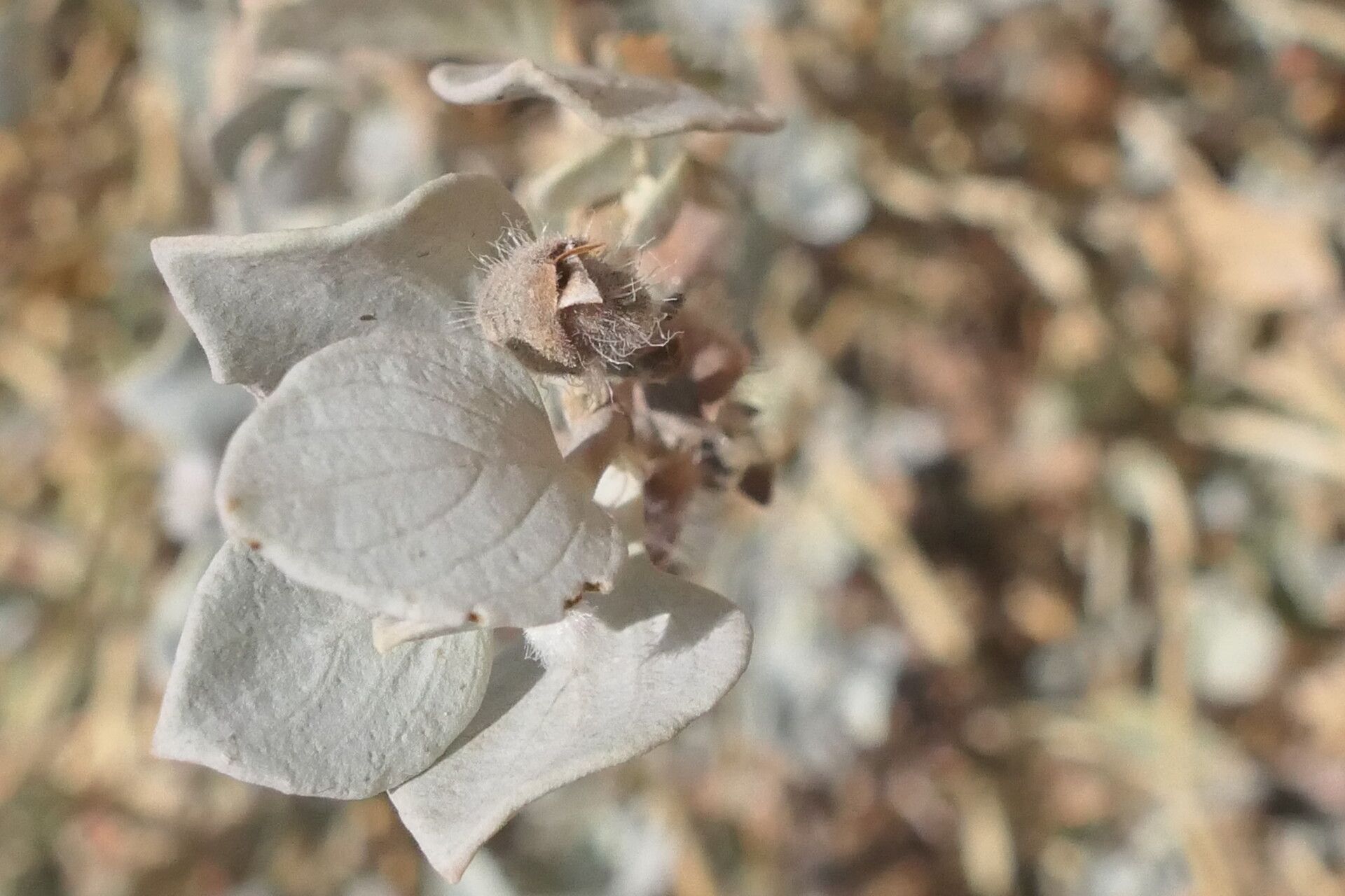 Petalidium canescens — related species from the same genus