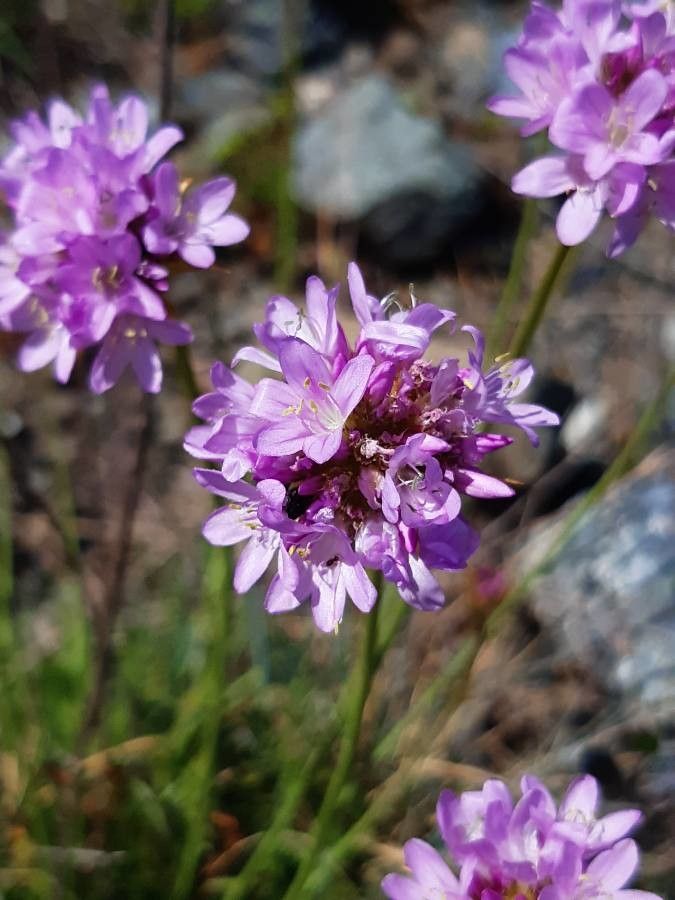 Armeria denticulata — houseplant care guide
