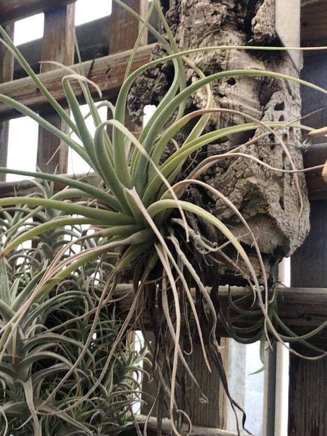 Tillandsia pohliana leaf