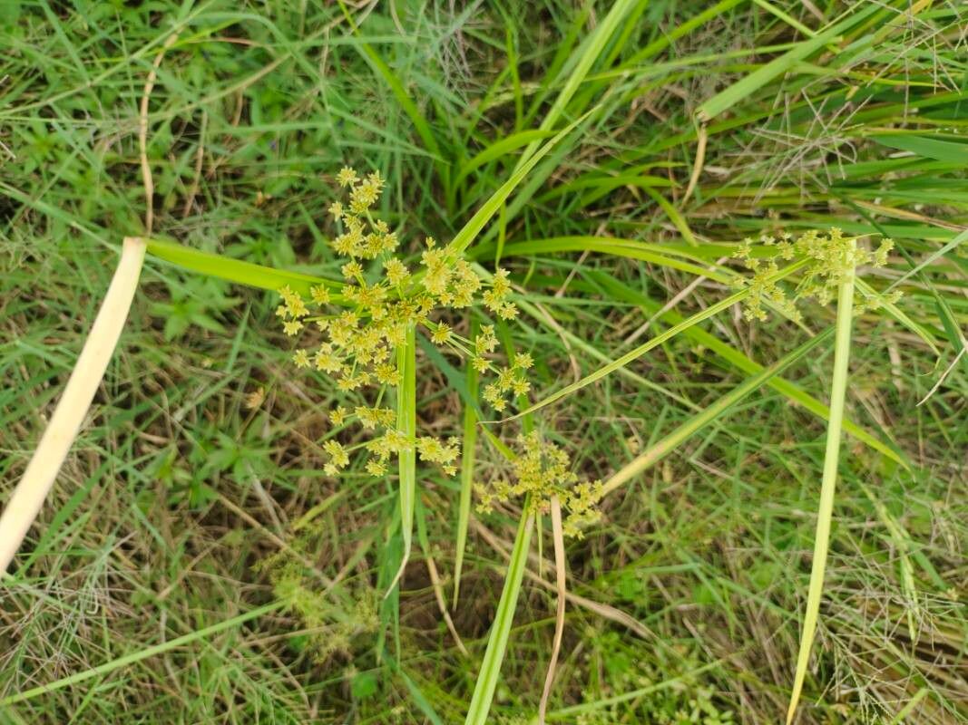 Cyperus virens habit