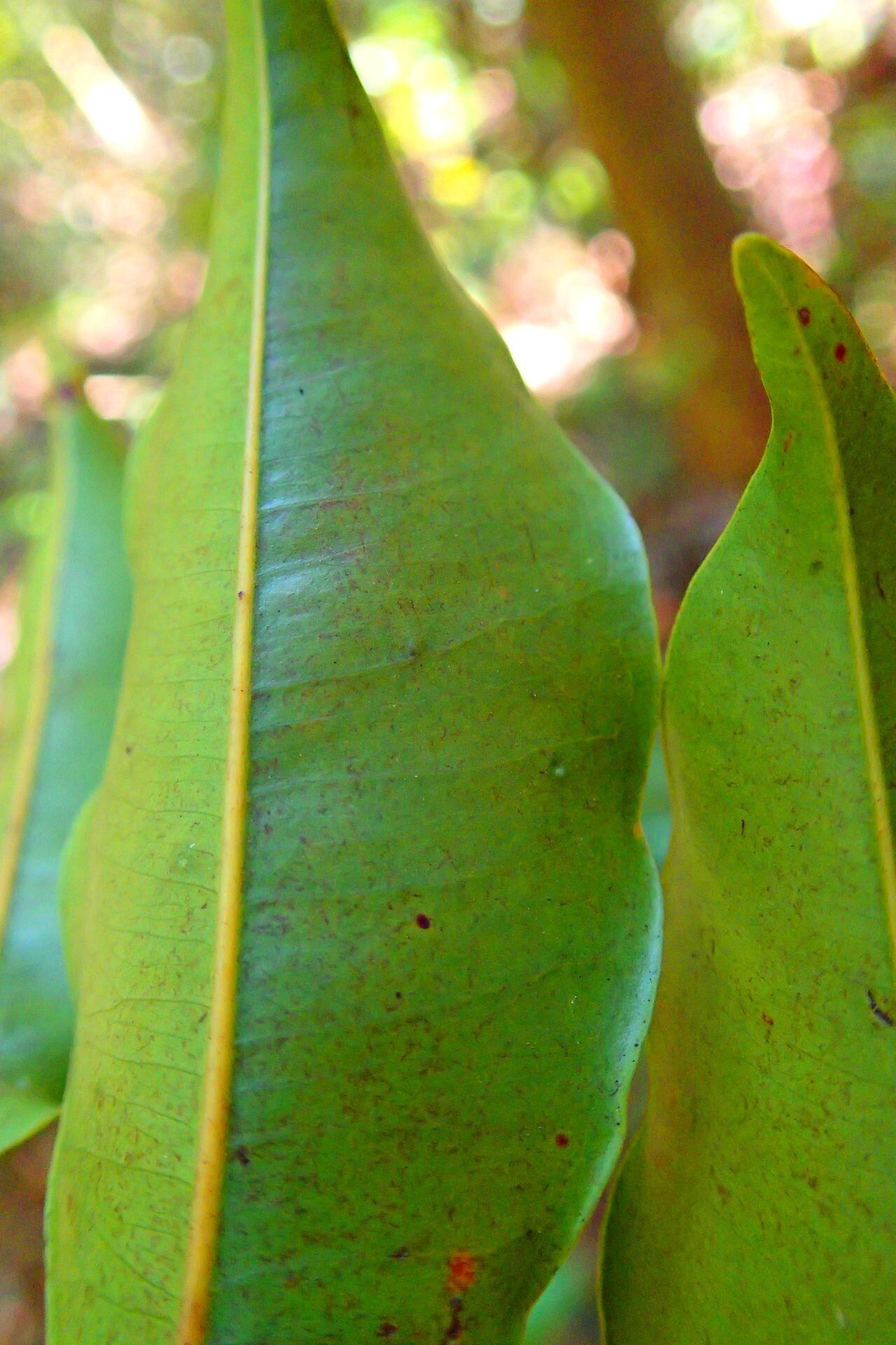 Syzygium densiflorum leaf