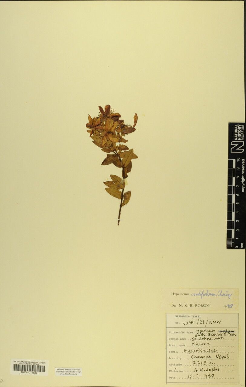 Hypericum cordifolium other