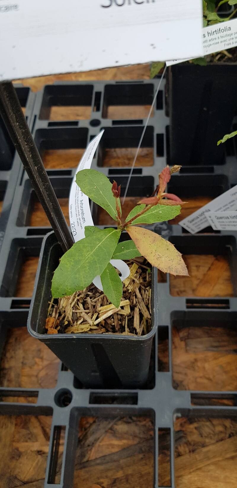 Quercus sartorii habit