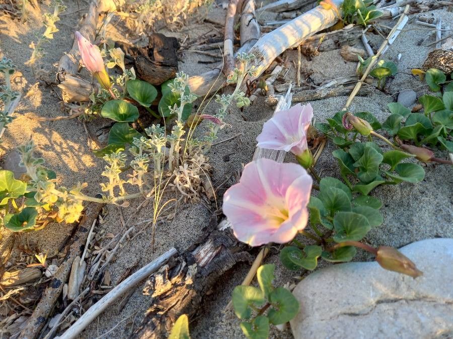 Calystegia soldanella flower