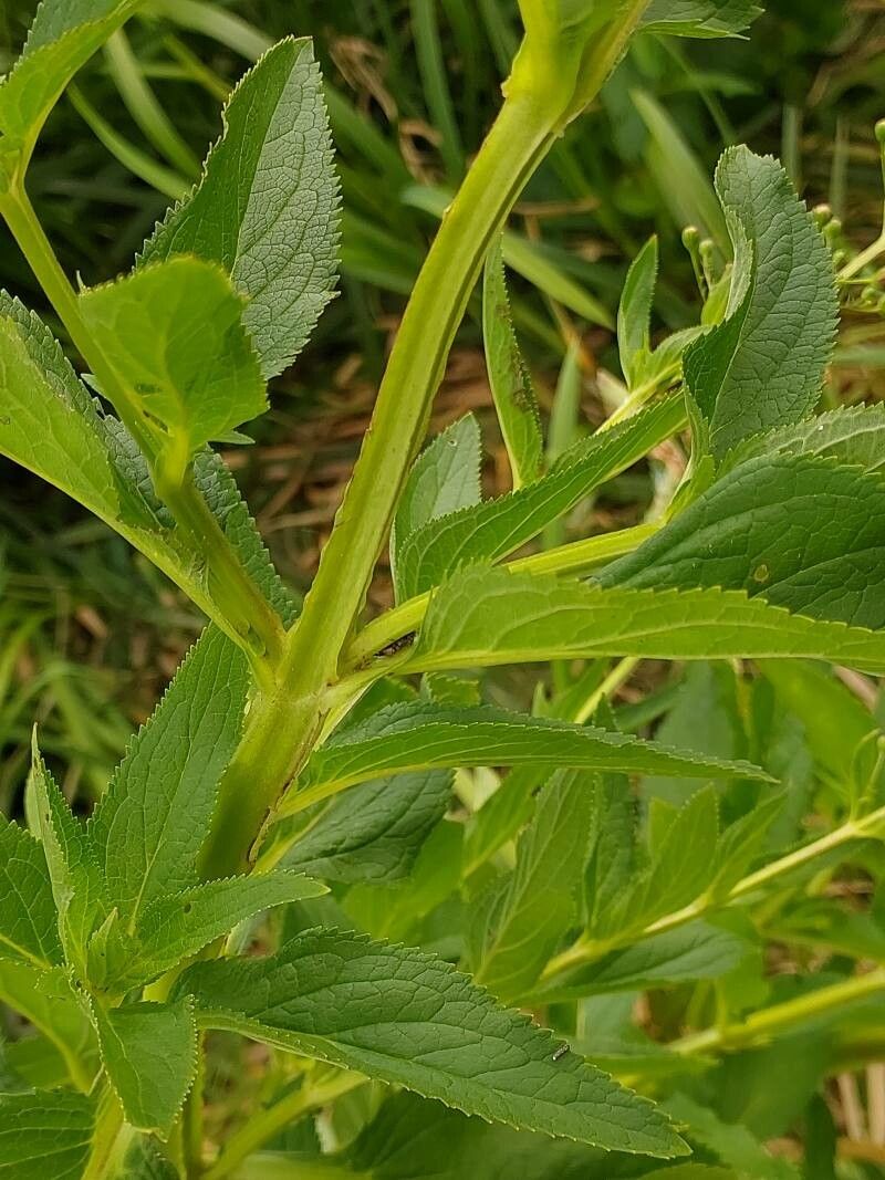 Scrophularia umbrosa leaf