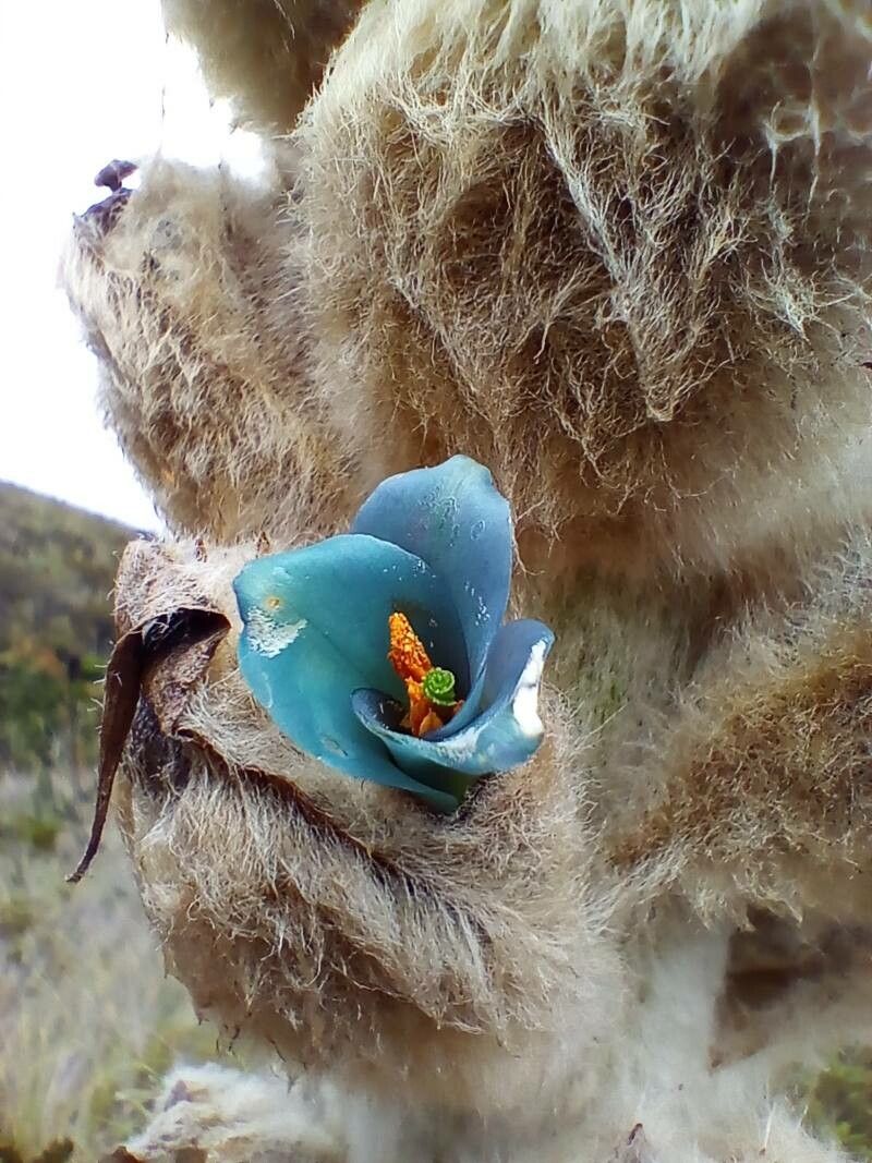 Puya clava-herculis flower
