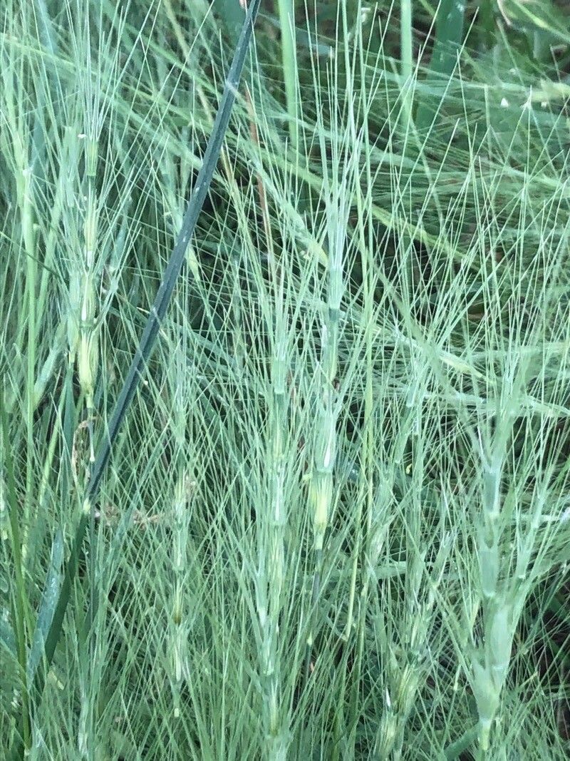 Aegilops triuncialis fruit