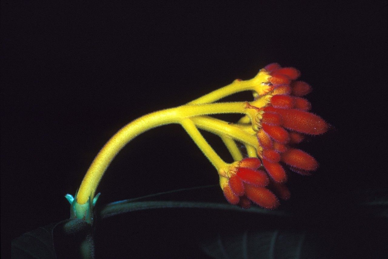 Palicourea longistipulata — houseplant care guide