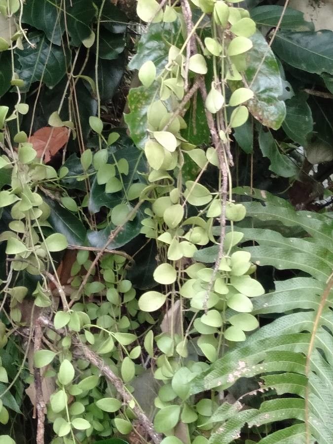 Dischidia oiantha — full shade houseplant