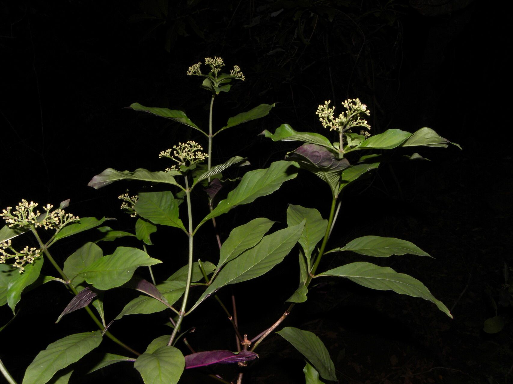 Psychotria pubescens flower